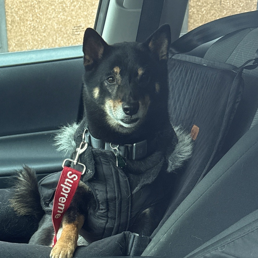 MOST prices negotiable Smoke free home ✅ dog owner